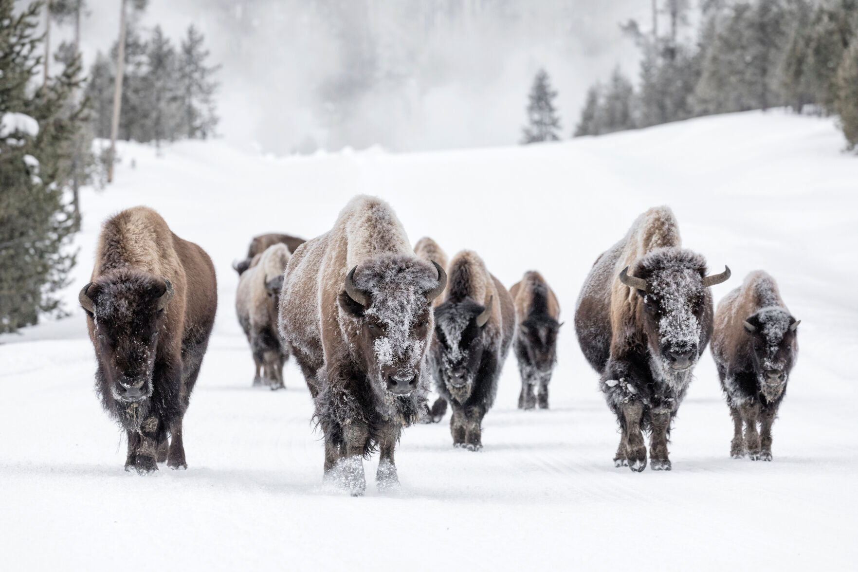 American Bison